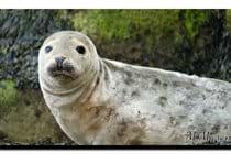 Young seal on Farne Islands