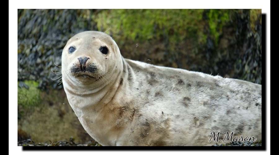 Young seal on Farne Islands