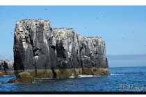 Seabirds nesting, Farnes. David Attenborough