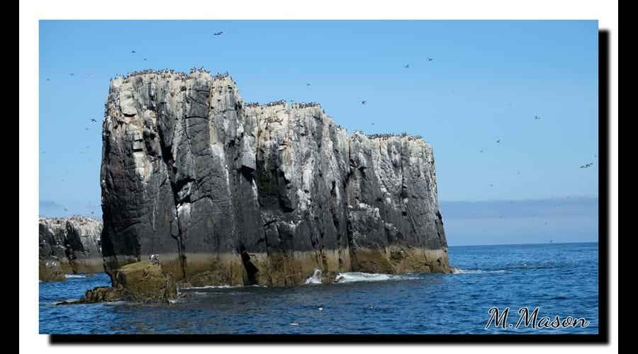 Seabirds nesting, Farnes. David Attenborough