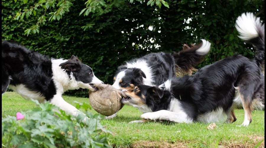 Football fun in back garden