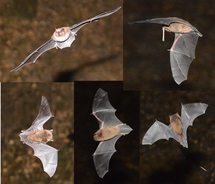 Bats at Coldwell Farm