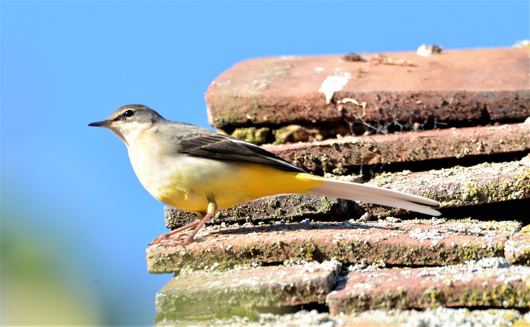 Yellow and Pied Wagtails are regulars