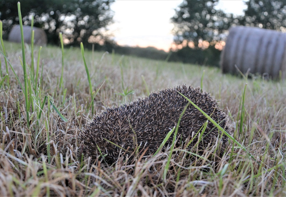 Hedgehogs regularly visit