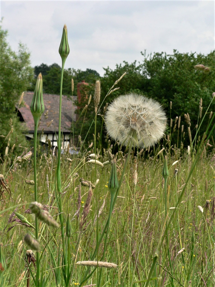 Summer Meadow at Coldwell Farm in July