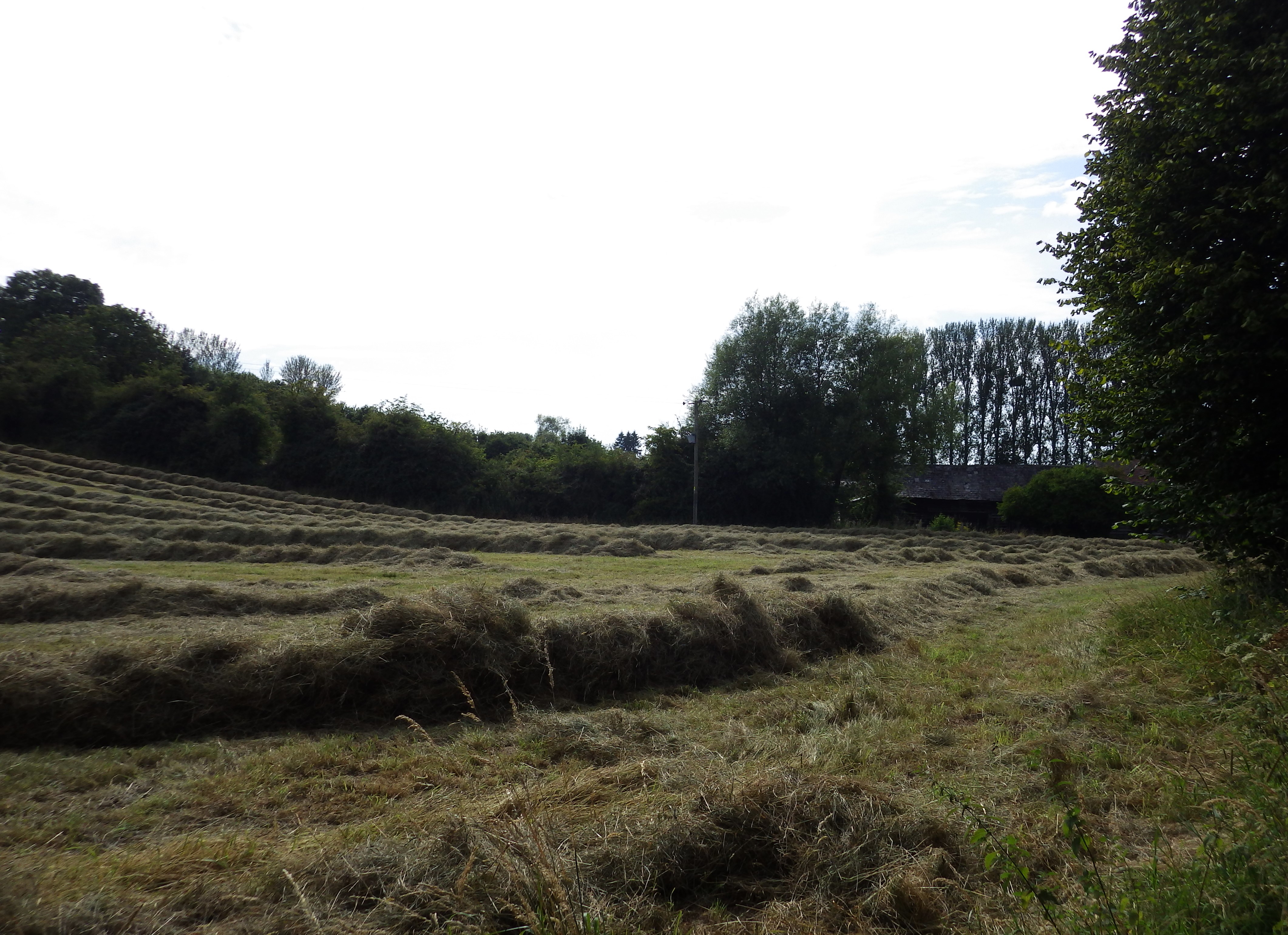 Haymaking Summer 2024