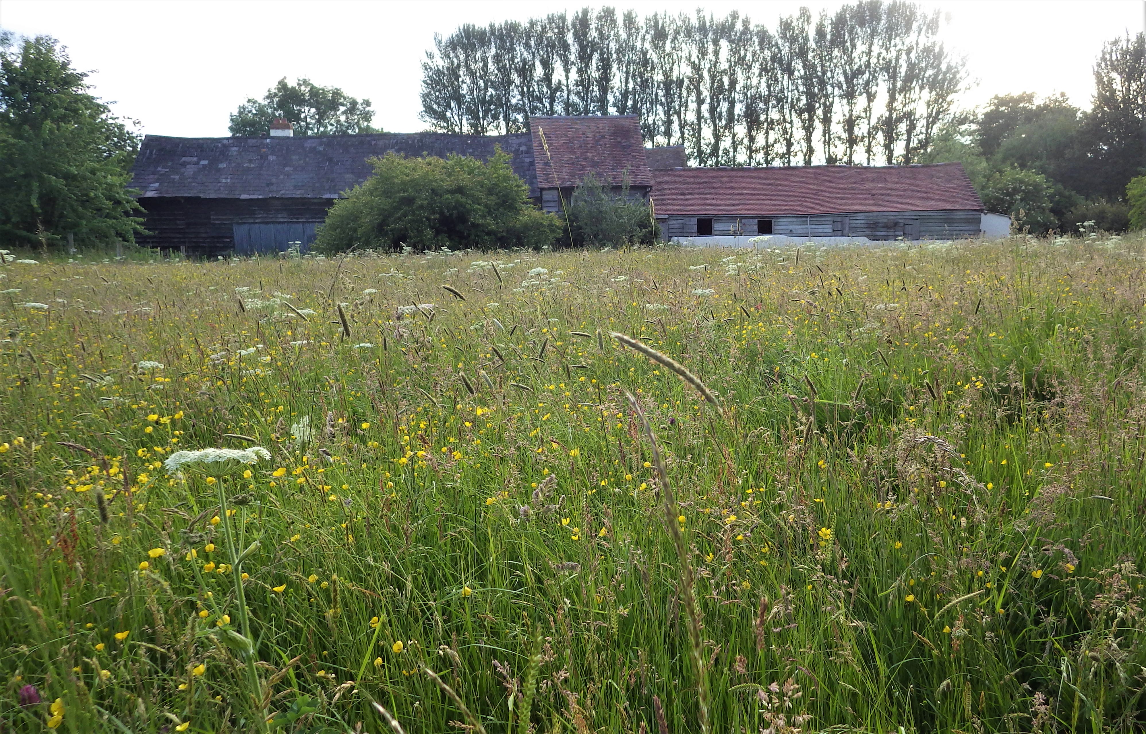 Summer Meadow behind the Quail House