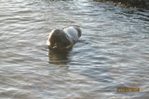 Seal in Combe Martin 