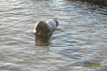 Seal in Combe Martin