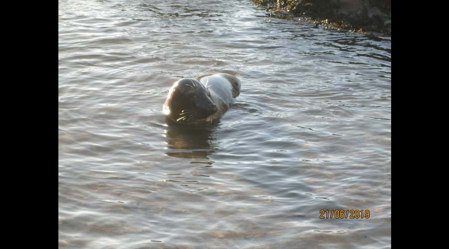 Seal in Combe Martin