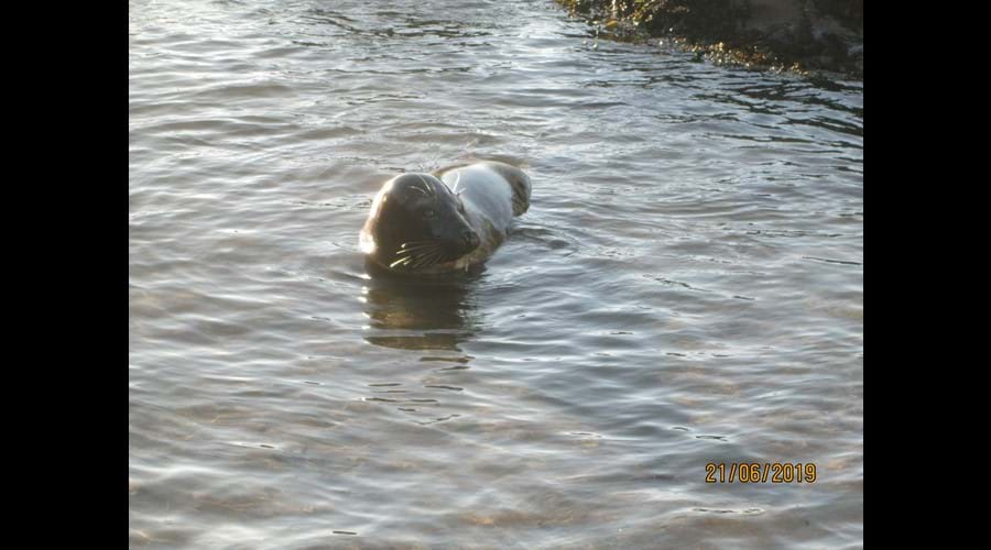 Seal in Combe Martin 