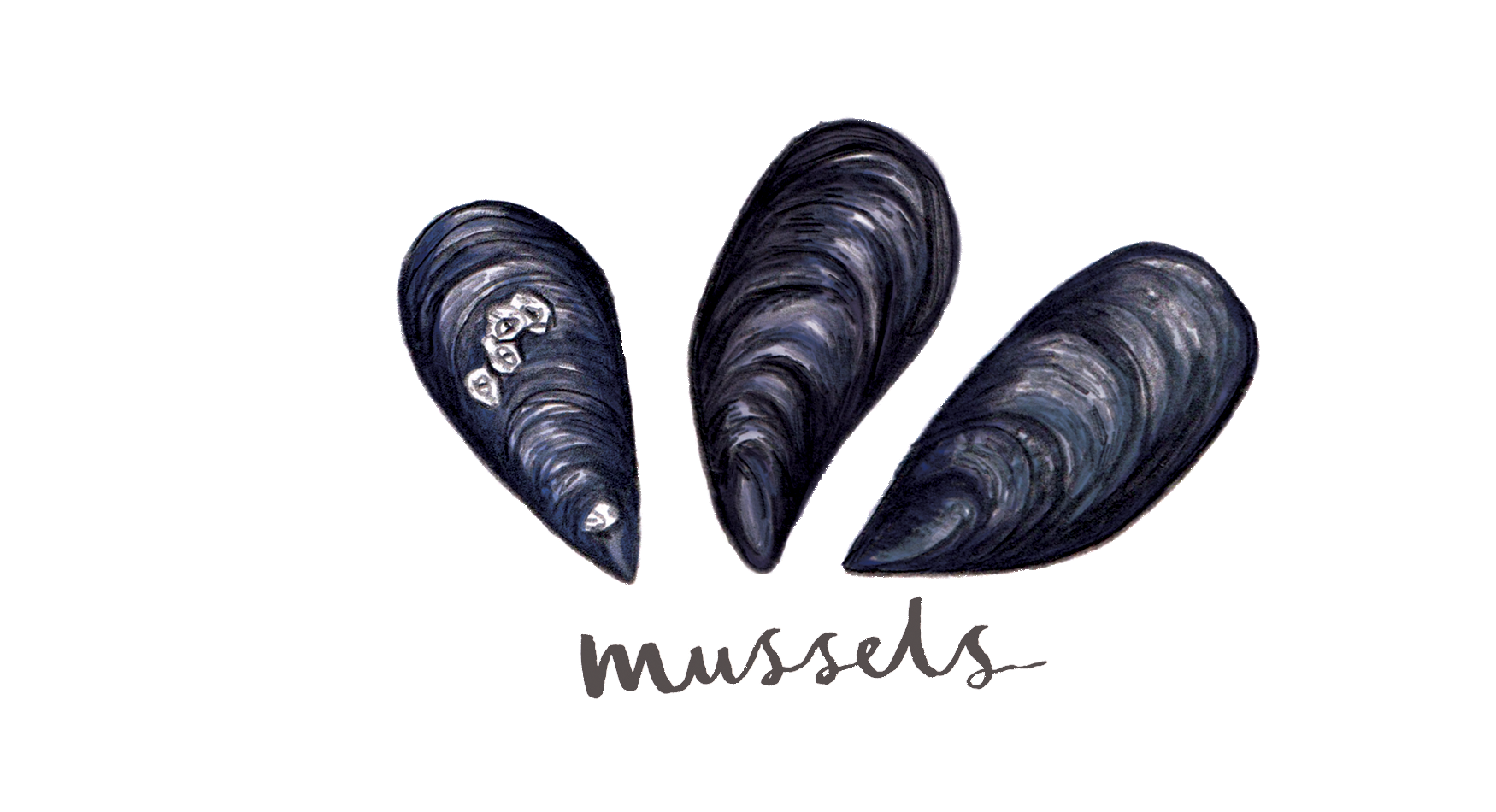 Logo - Mussels, Helford Passage