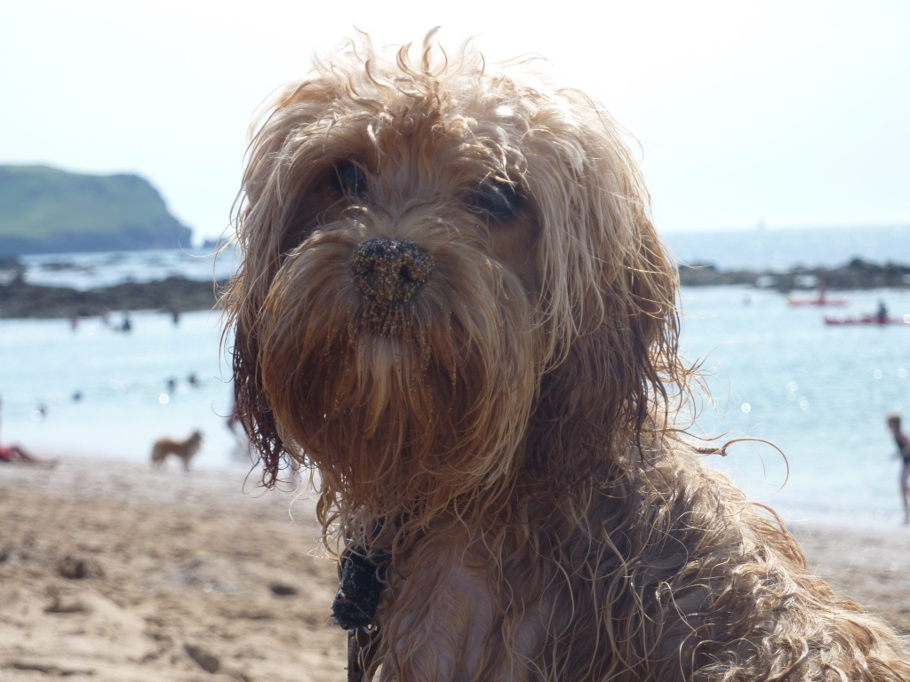 We love South Milton Sands