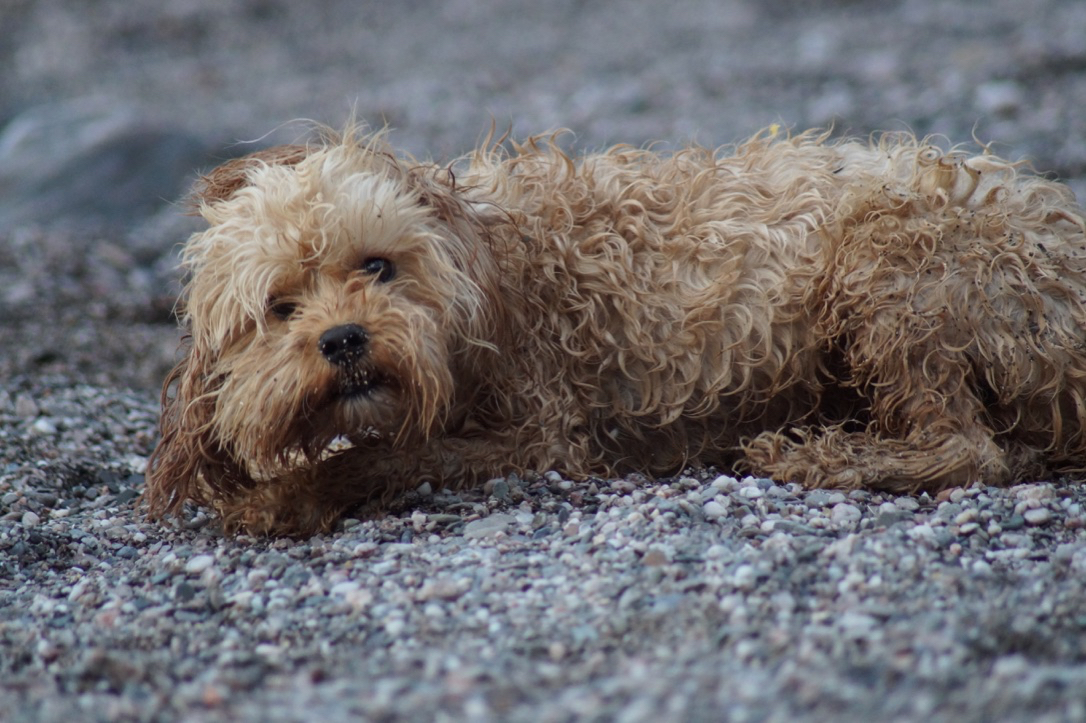 Sugary Cove is a short walk from the cottage