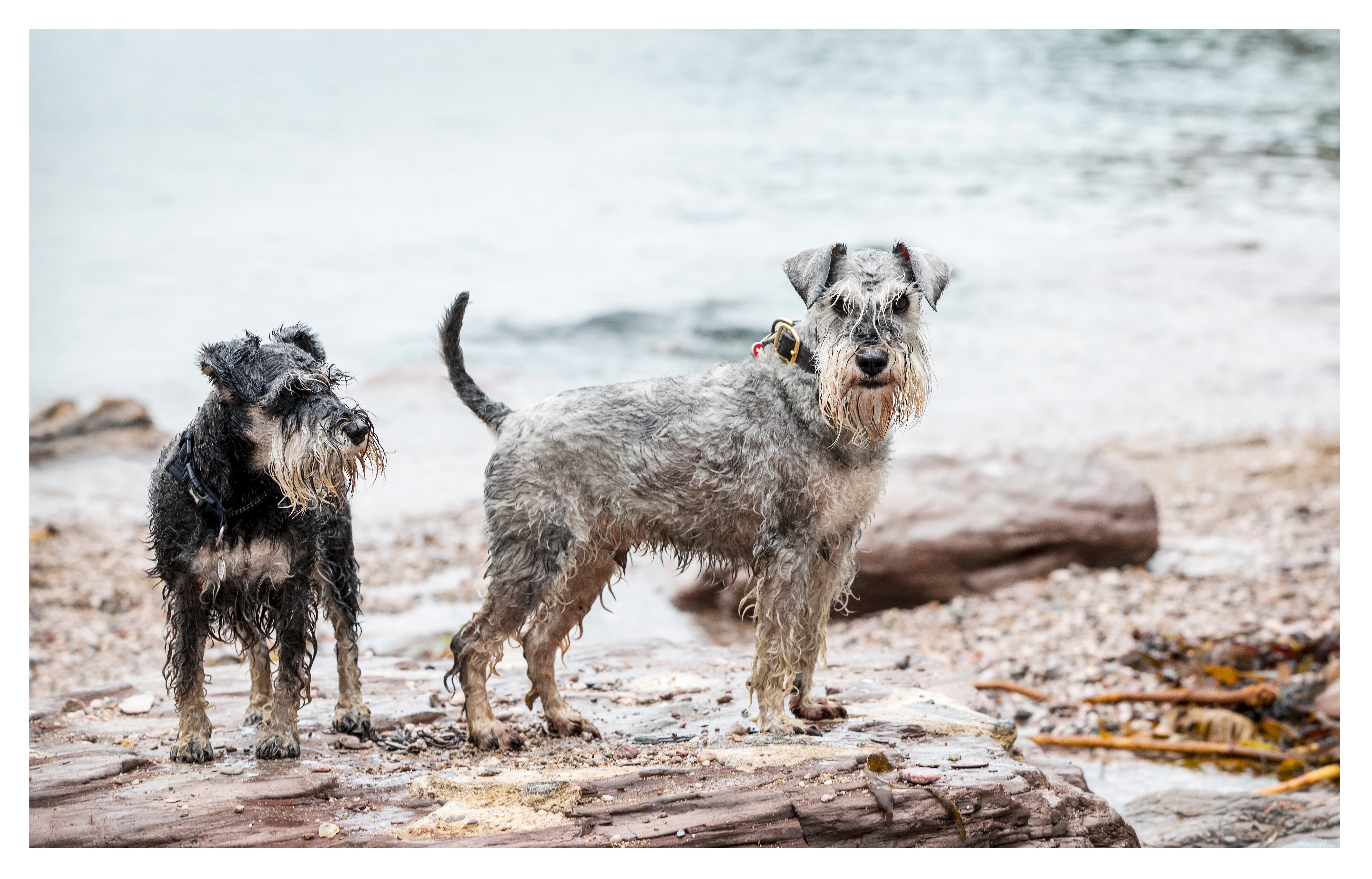 Walk from the cottage to Sugary Cove for a run around