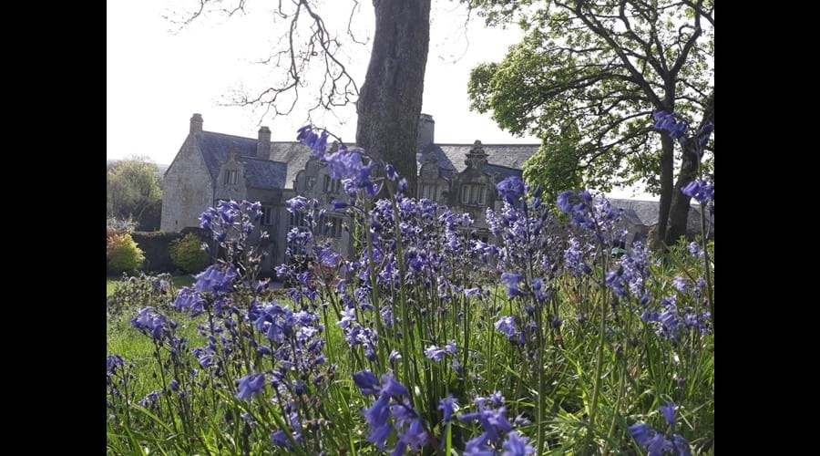 Bluebells at Trerice House