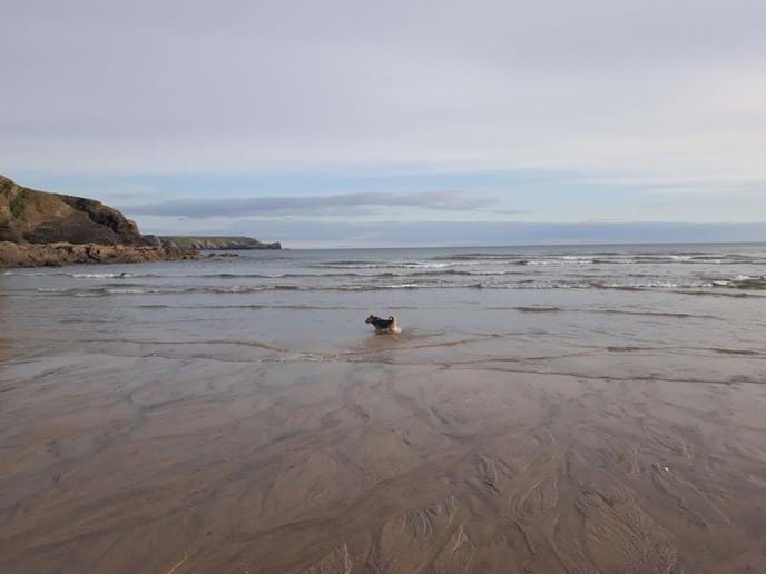 Dog friendly beaches nearby