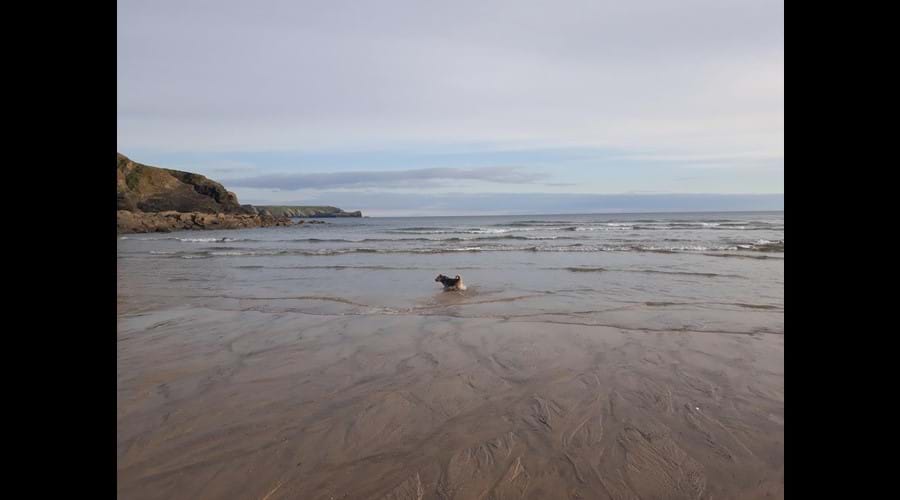 Dog friendly beaches nearby