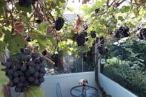 A late summer crop of grapes at the cottage