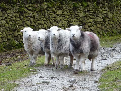 The adorable Herdwick sheep of the Lake District