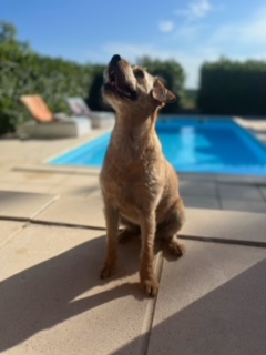 The Marvelous Mademoiselle Mabel - full of character and loving life... she punches above her weight!