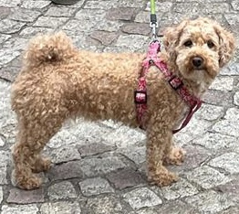 The very cute and incredibly friendly - Pickaboo