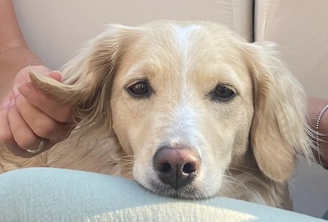 Poppy relaxing after a few hours of play!