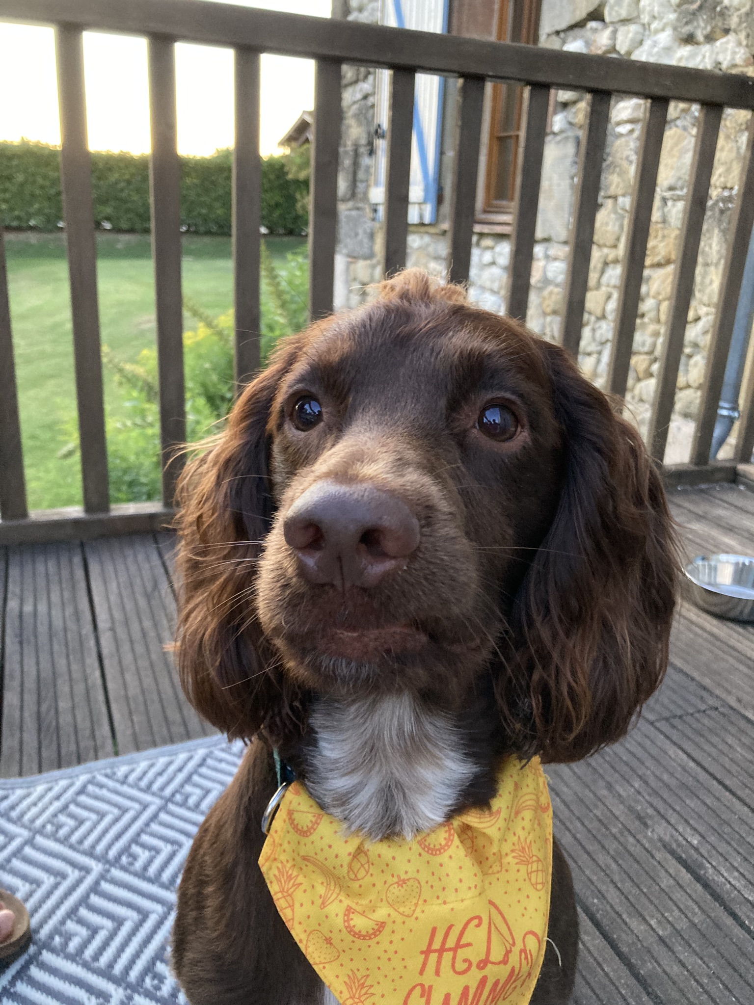 The wonderfully hyper Woody - just a bundle of energy... until he collapses and sleeps!