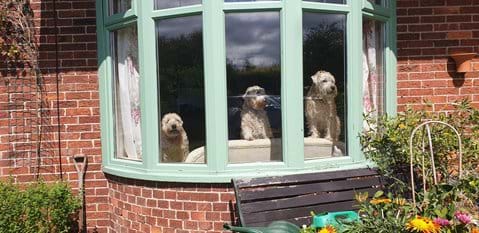 Sea View Mews is dog friendly!  These three elderly, friendly, dogs, live next door.