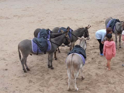 Donkeys on Filey beach
