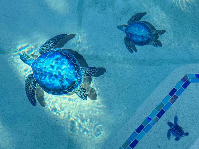 Meet our Turtle Family - great addition to the new pool Meet our Turtle Family - great addition to the new pool