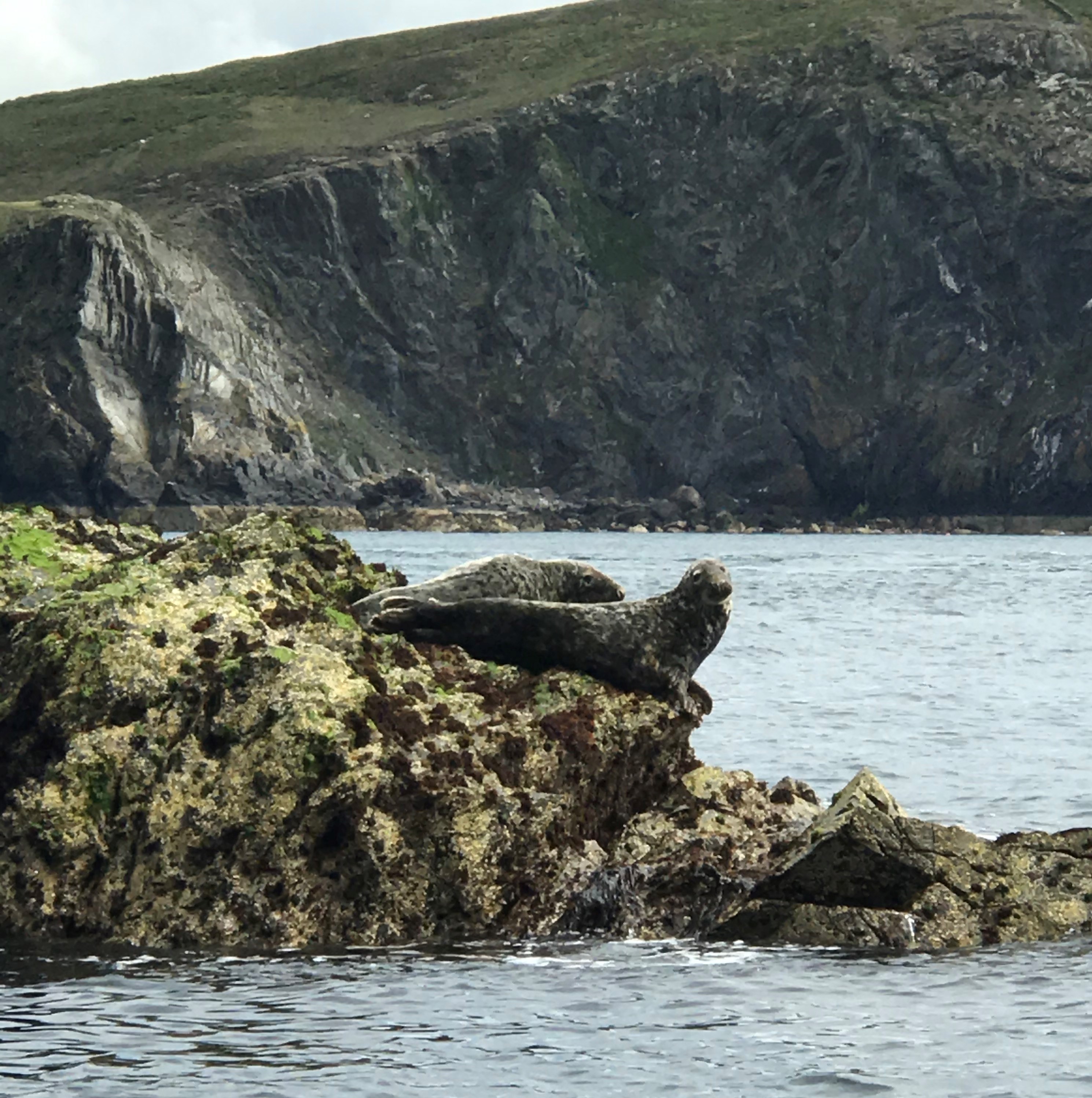 Seals on the Calf of Man
