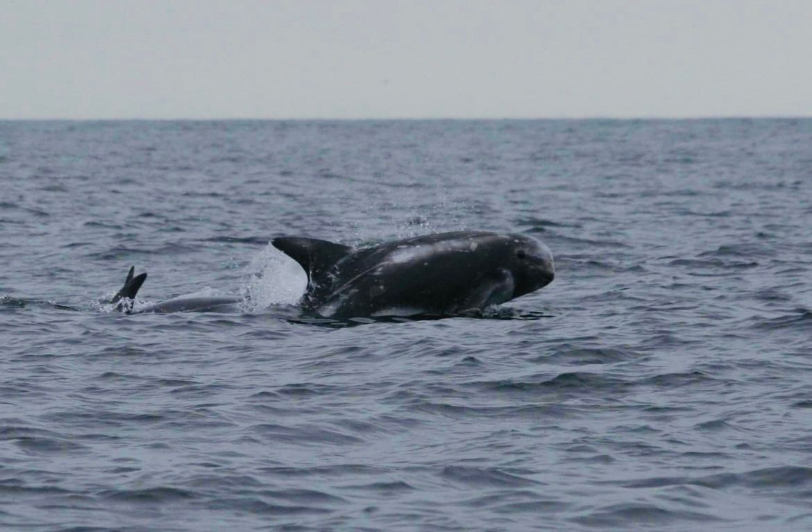 Risso Dolphins by the Calf of Man