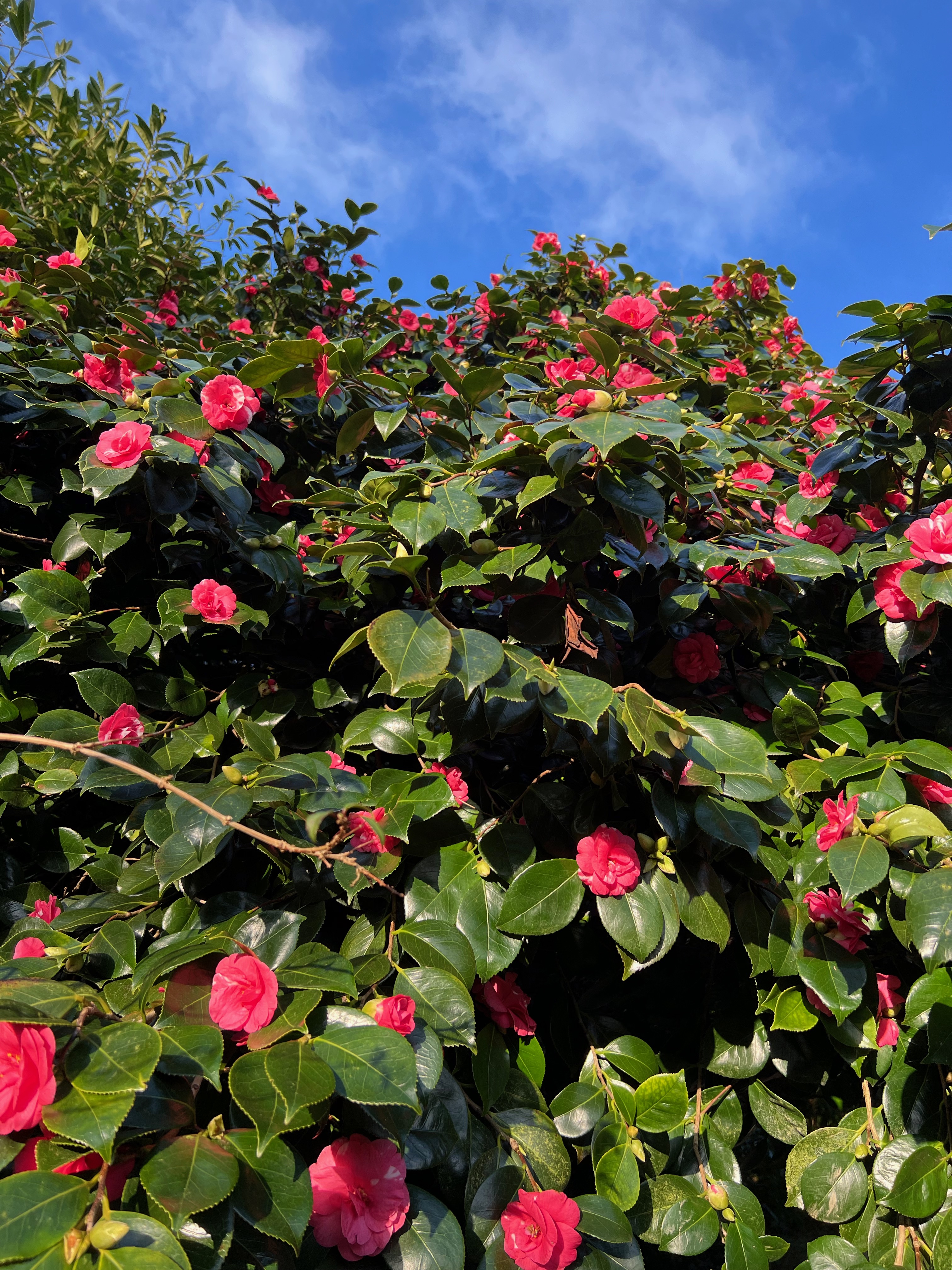 Lost Gardens of Heligan