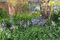 Springtime in the garden