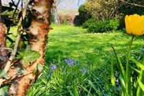 Springtime in the garden