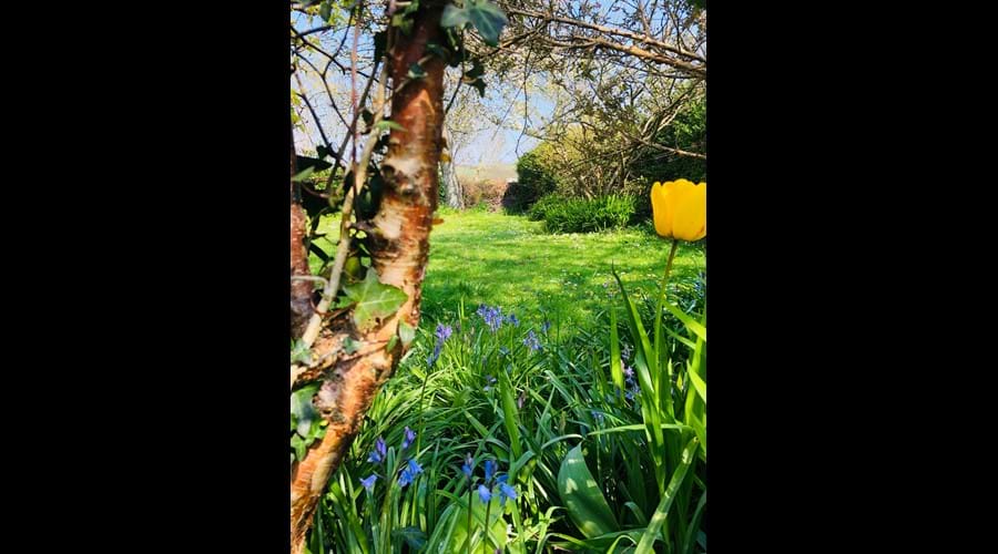 Springtime in the garden