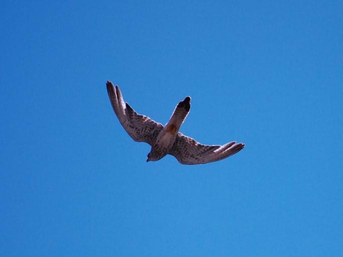 Kestrel flying around the terrace at Casa Vista Castillo in Arcos de la Frontera Photo