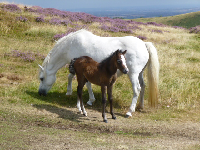 A Mare and her Foal