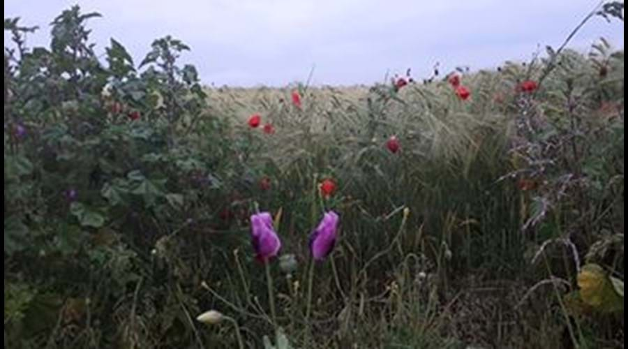 Up at Tarrant Rushton airfield in the summer