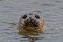 See the Seals at Horsey or Blakeney