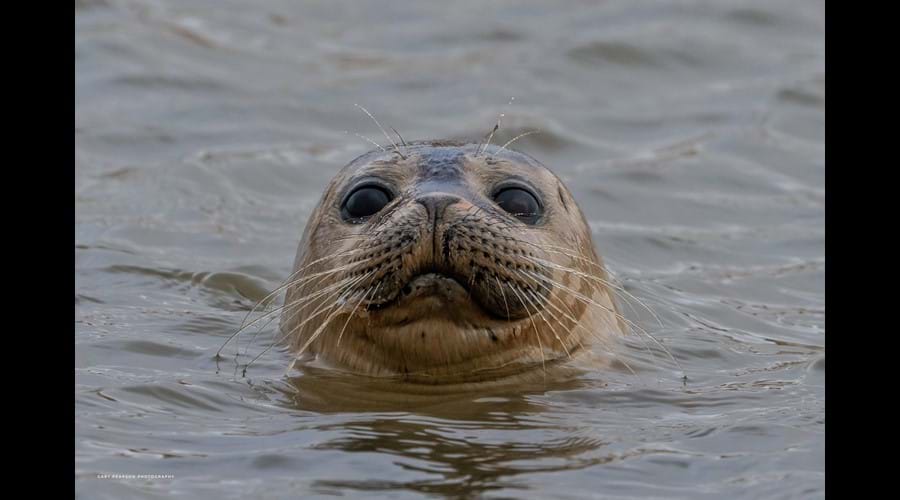 See the Seals at Horsey or Blakeney