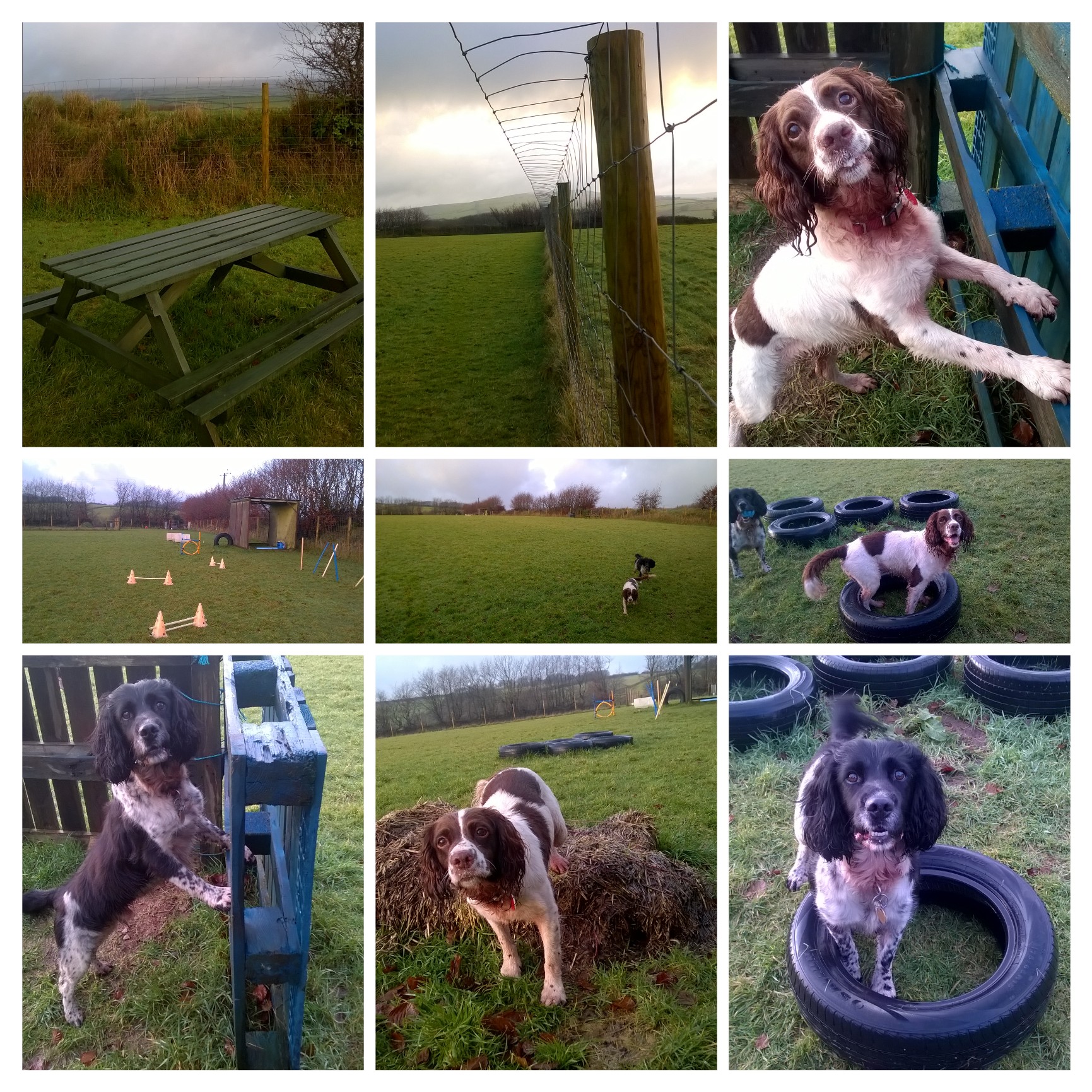 Secure Field collage