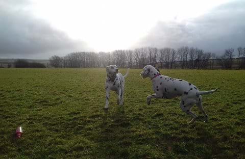 Secure dog walking field