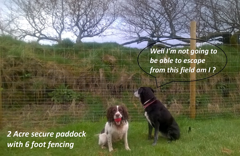 Dogs in dog walking field