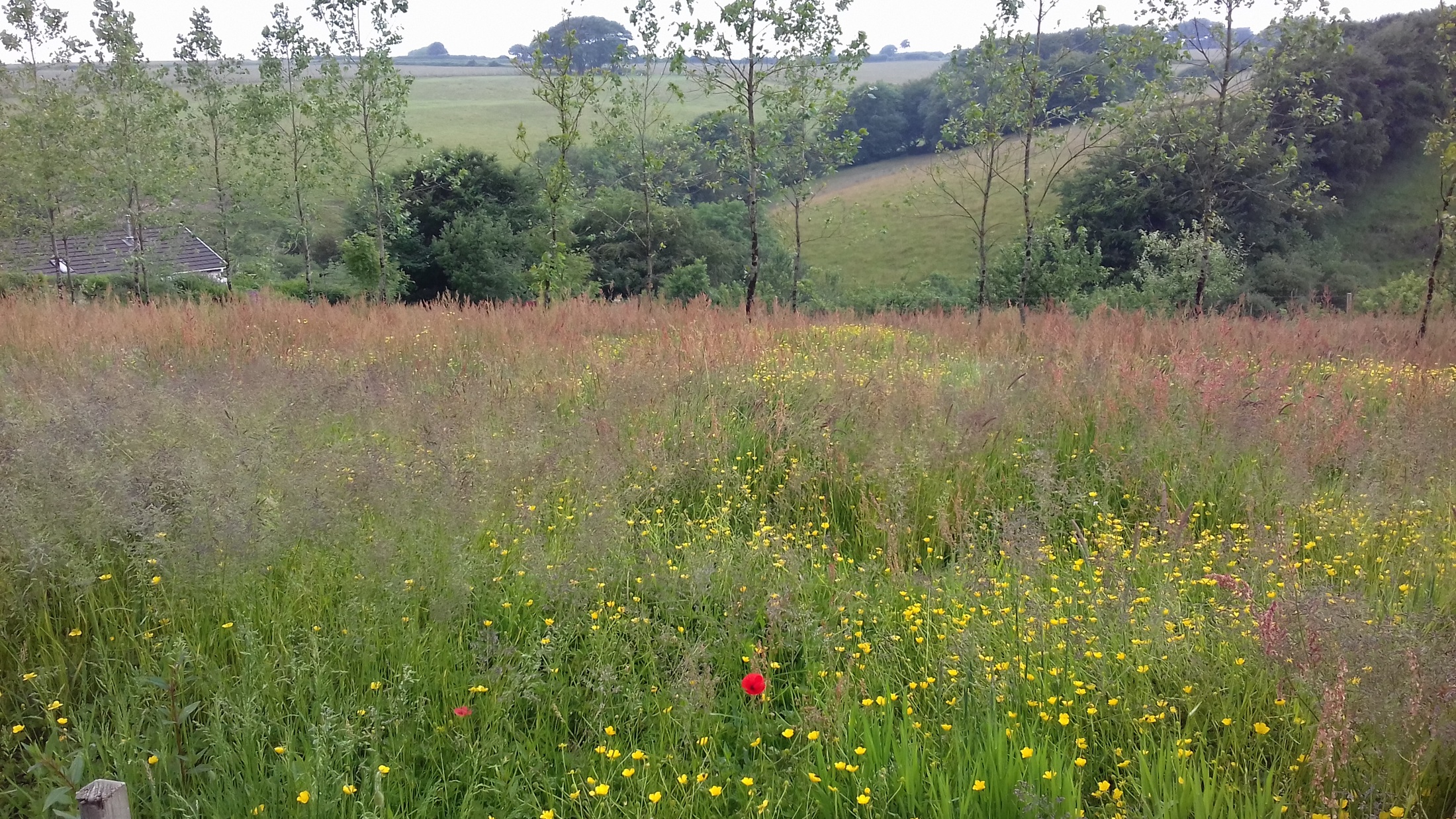 Wild flower meadow