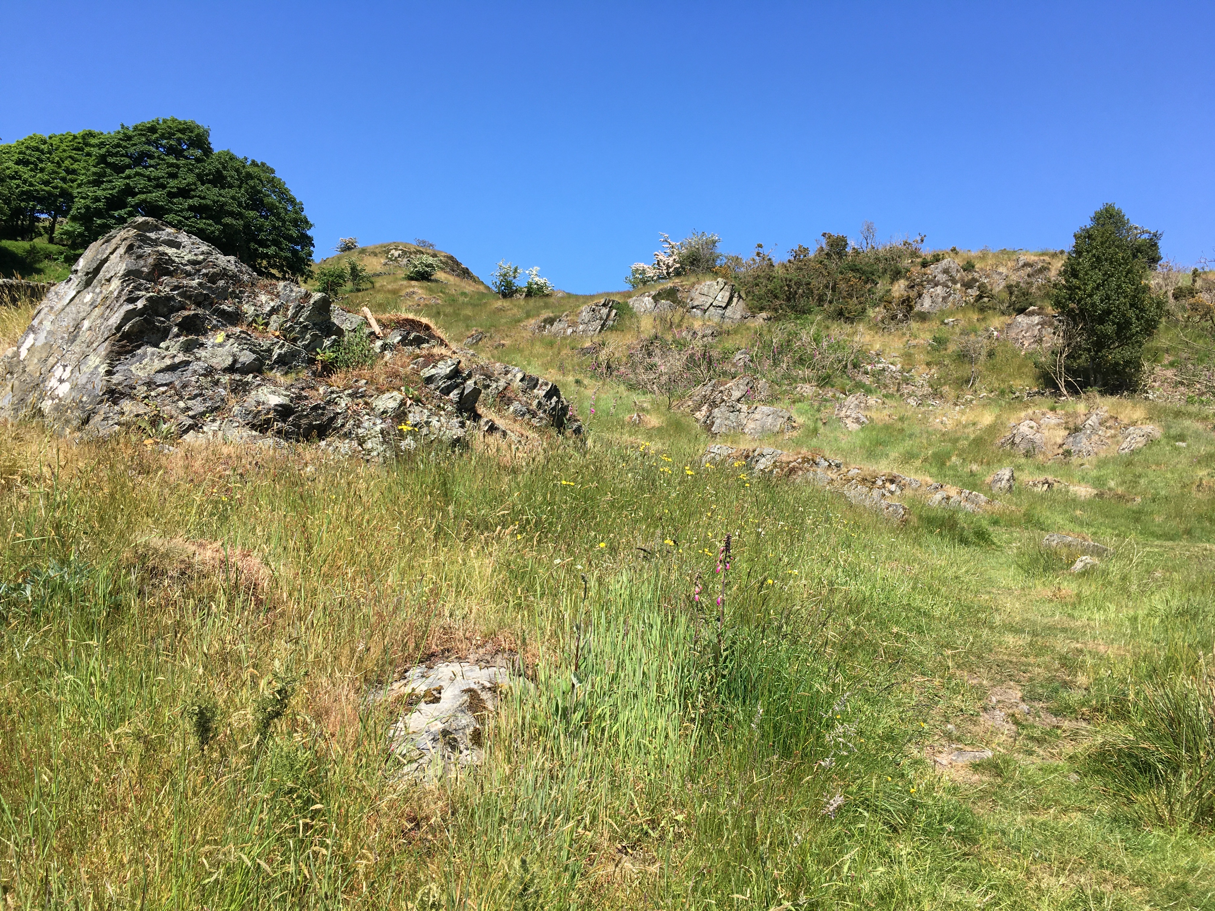 Hillside above Lynwood Cottage