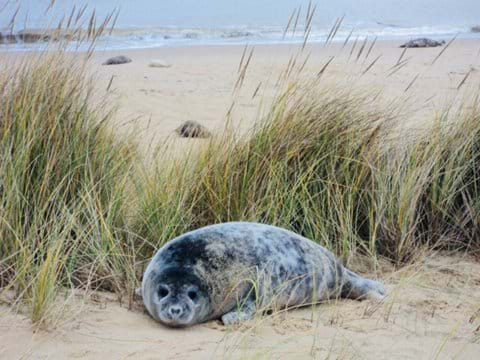 Seals at Horsey