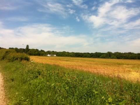 View of The White House from bridle path to Winterton