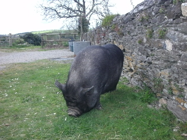 Black pot belly pig nibbling grass in farmyard